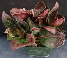 Load image into Gallery viewer, Euphorbia francoisii Thai Hybrid Crassicaule (T)
