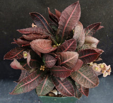 Load image into Gallery viewer, Euphorbia francoisii Thai Hybrid Crassicaule (U)
