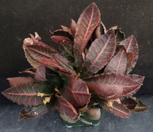 Load image into Gallery viewer, Euphorbia francoisii Thai Hybrid Crassicaule (U)
