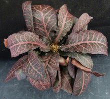 Load image into Gallery viewer, Euphorbia francoisii Thai Hybrid Crassicaule (V)

