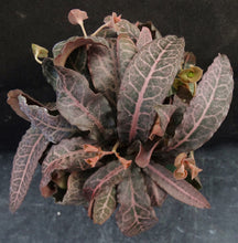 Load image into Gallery viewer, Euphorbia francoisii Thai Hybrid Crassicaule (W)
