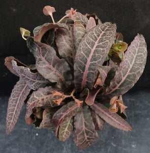 Euphorbia francoisii Thai Hybrid Crassicaule (W)