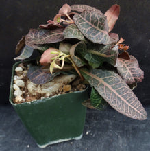 Load image into Gallery viewer, Euphorbia francoisii Thai Hybrid Crassicaule (W)
