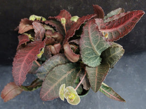 Euphorbia francoisii Thai Hybrid Crassicaule (X)