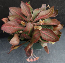 Load image into Gallery viewer, Euphorbia francoisii Thai Hybrid Crassicaule (Y)
