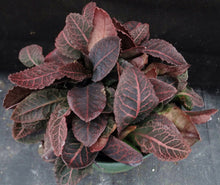 Load image into Gallery viewer, Euphorbia francoisii Thai Hybrid Crassicaule (Z) *Big Plant*

