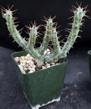 Load image into Gallery viewer, Euphorbia horwoodii Own roots! (A)
