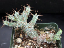 Load image into Gallery viewer, Euphorbia horwoodii Own roots! (B)
