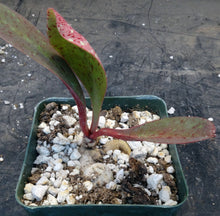 Load image into Gallery viewer, Euphorbia khandallensis
