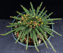 Load image into Gallery viewer, Euphorbia flanaganii aff. Medusa *Bigger Plant*
