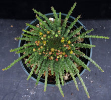 Load image into Gallery viewer, Euphorbia flanaganii aff. Medusa *Bigger Plant*
