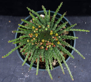 Euphorbia flanaganii aff. Medusa *Bigger Plant*