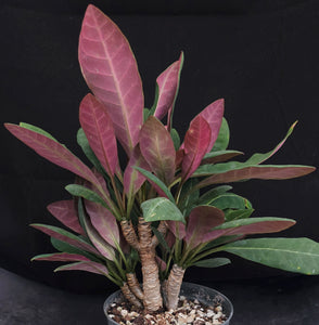 Euphorbia millotii *Big Plant*