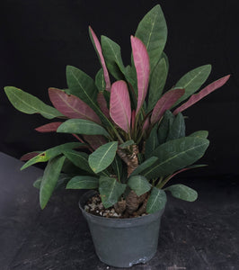 Euphorbia millotii *Big Plant*