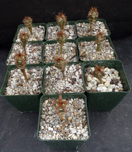 Load image into Gallery viewer, Euphorbia neohumbertii
