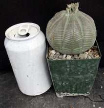 Load image into Gallery viewer, Euphorbia obesa *Bigger Plant*
