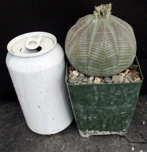 Euphorbia obesa *Bigger Plant*