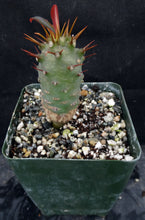 Load image into Gallery viewer, Euphorbia pachypodioides
