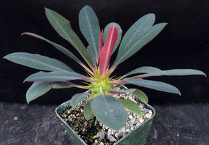 Euphorbia pachypodioides