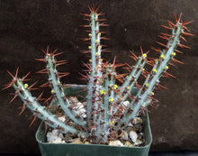 Load image into Gallery viewer, Euphorbia aeruginosa *Big Plant*
