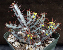 Load image into Gallery viewer, Euphorbia aeruginosa *Big Plant*
