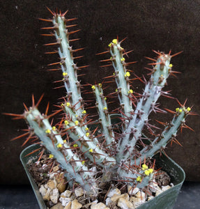 Euphorbia aeruginosa *Big Plant*