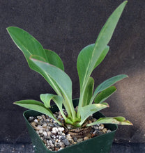 Load image into Gallery viewer, Euphorbia bupleurifolia
