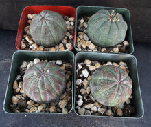 Load image into Gallery viewer, Euphorbia obesa
