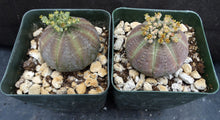 Load image into Gallery viewer, Euphorbia obesa (Male Plants)
