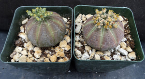 Euphorbia obesa (Male Plants)