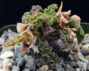 Euphorbia decaryi v. spirosticha