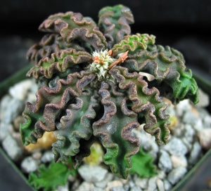 Euphorbia decaryi v. spirosticha