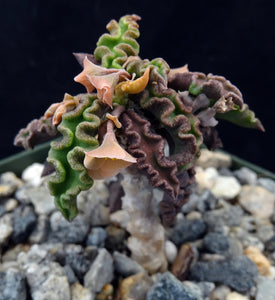 Euphorbia decaryi v. spirosticha