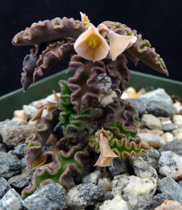 Euphorbia decaryi v. spirosticha