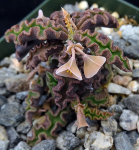 Euphorbia decaryi v. spirosticha