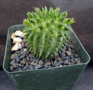 Euphorbia suzannae