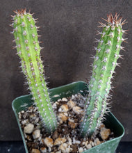 Load image into Gallery viewer, Euphorbia baioensis
