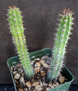 Euphorbia baioensis