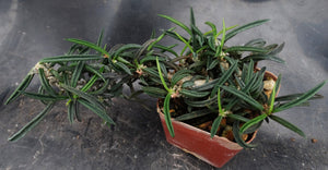 Euphorbia cylindrifolia v. tuberifera