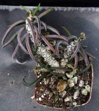 Load image into Gallery viewer, Euphorbia cylindrifolia v. tuberifera

