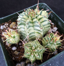 Load image into Gallery viewer, Euphorbia meloformis &#39;variegata&#39; Variegated

