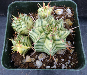 Euphorbia meloformis 'variegata' Variegated