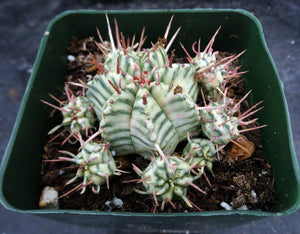 Euphorbia meloformis 'variegata' Variegated *9 Heads!*