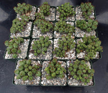 Load image into Gallery viewer, Euphorbia mammillaris &#39;Monstrose&#39;
