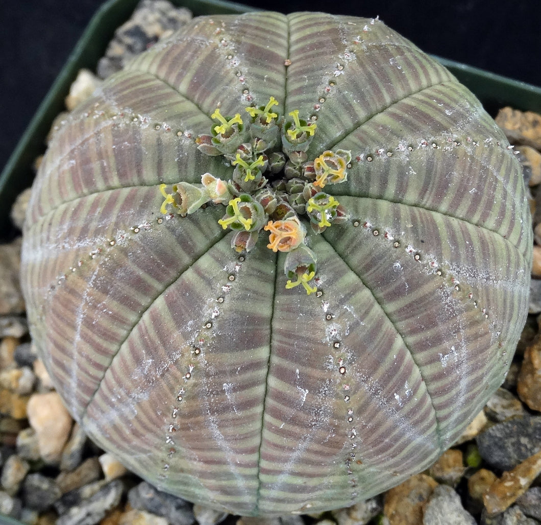 Euphorbia obesa (Female Plants)