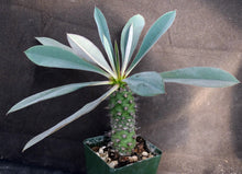 Load image into Gallery viewer, Euphorbia pachypodioides *Big Plant*
