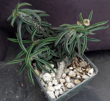 Load image into Gallery viewer, Euphorbia cylindrifolia v. tuberifera
