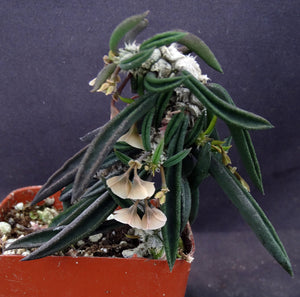 Euphorbia cylindrifolia v. tuberifera
