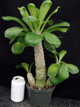 Load image into Gallery viewer, Euphorbia poissonii *Big Plant!*
