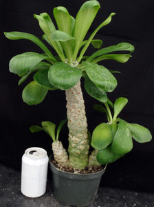 Euphorbia poissonii *Big Plant!*